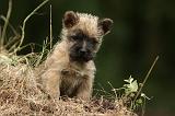 CAIRN TERRIER 387